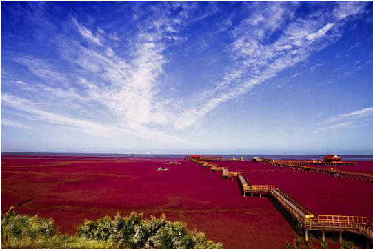 红海滩旅游攻略