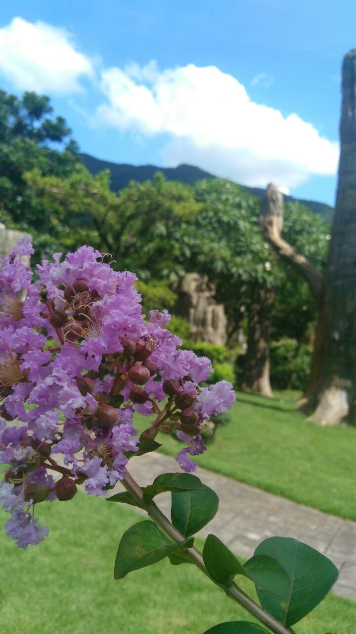 仙湖植物园攻略