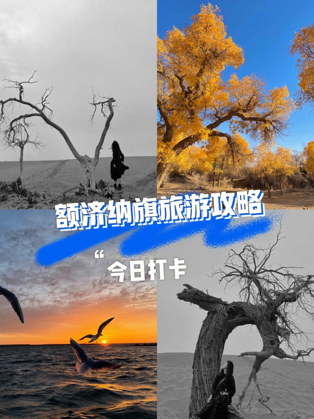 胡杨林攻略