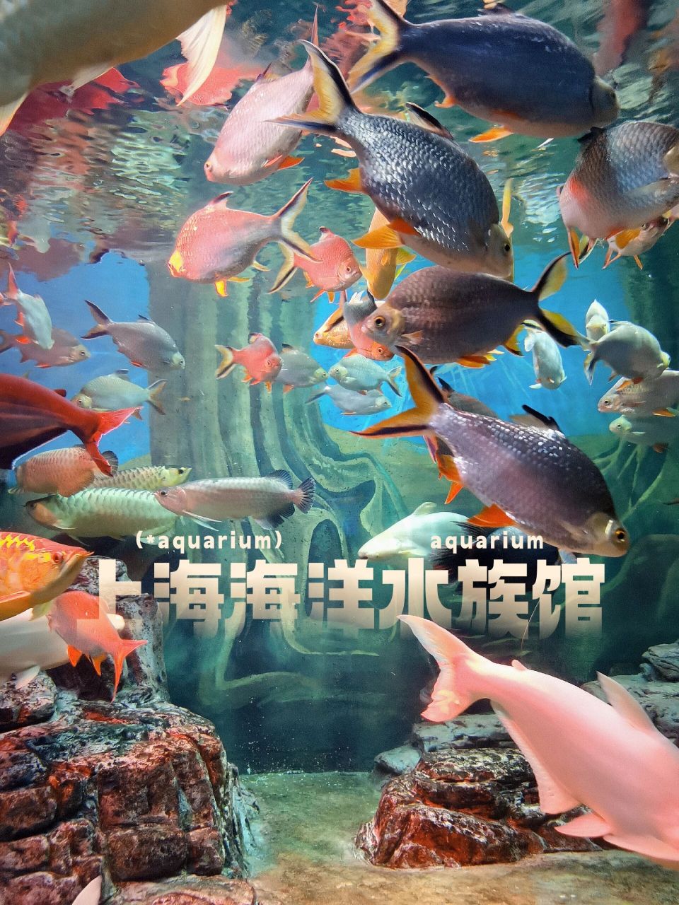 上海海洋水族馆门票