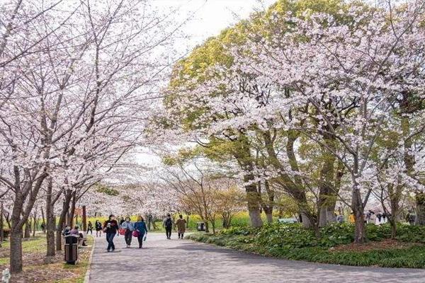 顾村公园樱花节门票