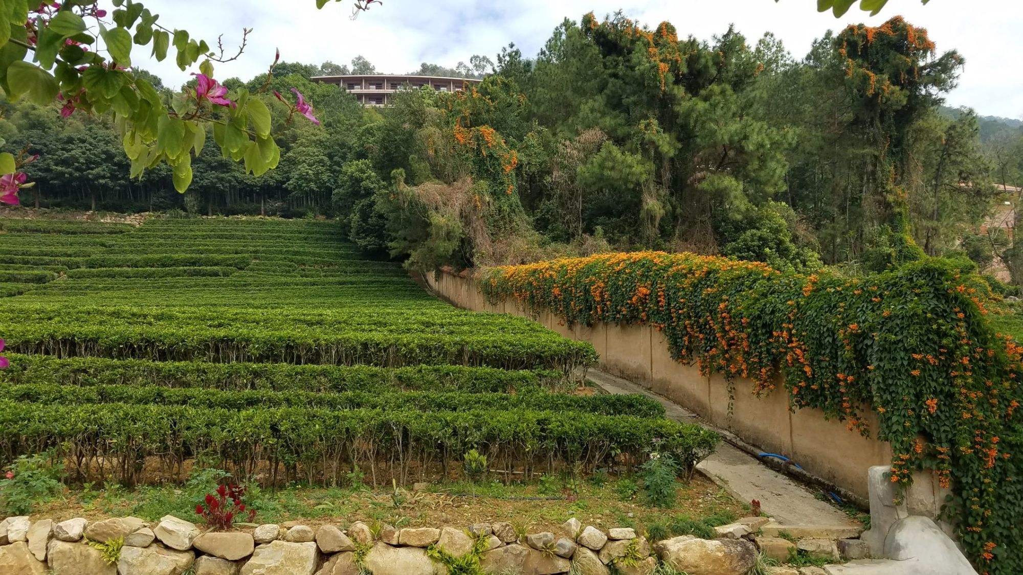 雁南飞茶田度假村