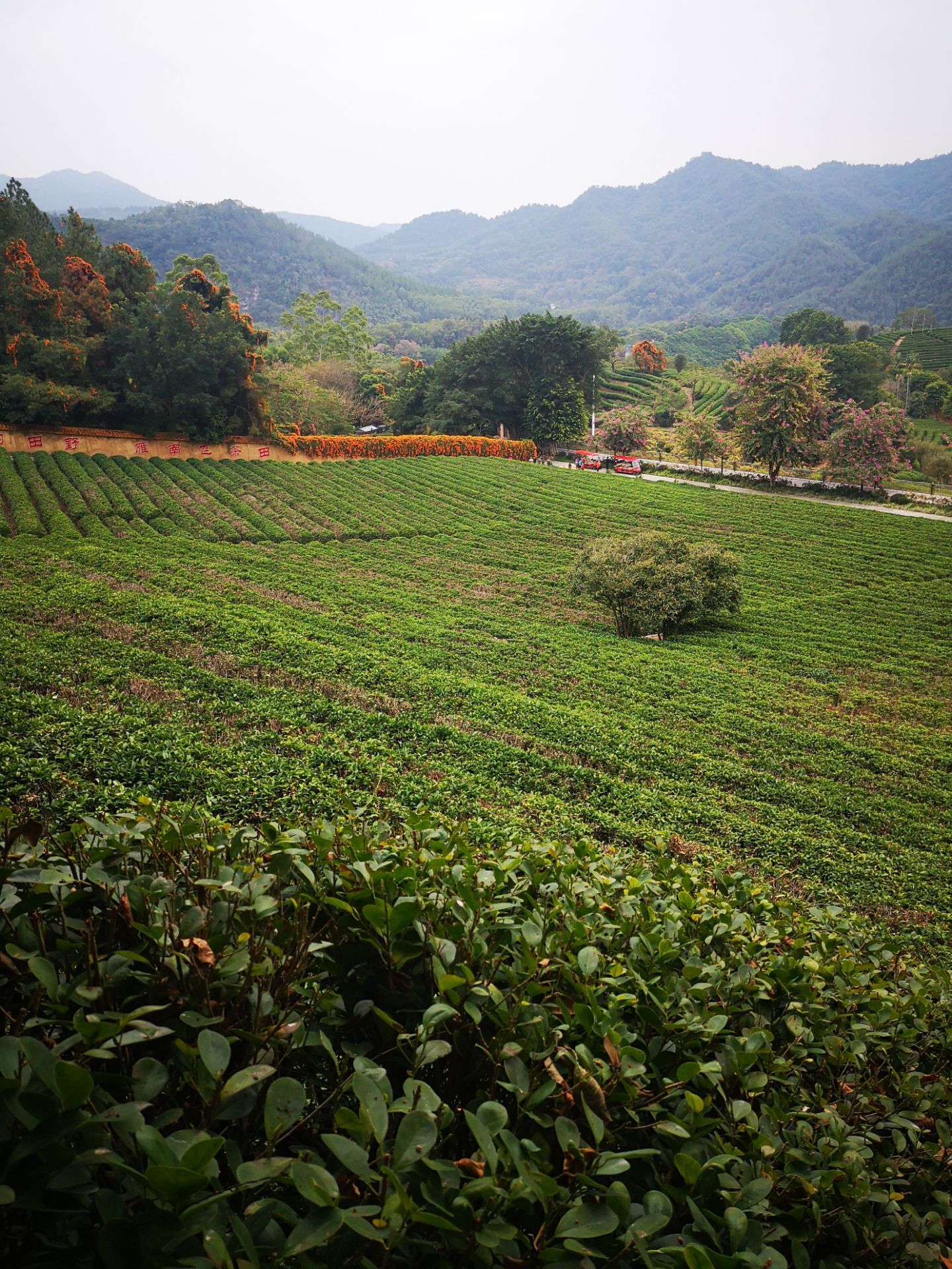 雁南飞茶田度假村