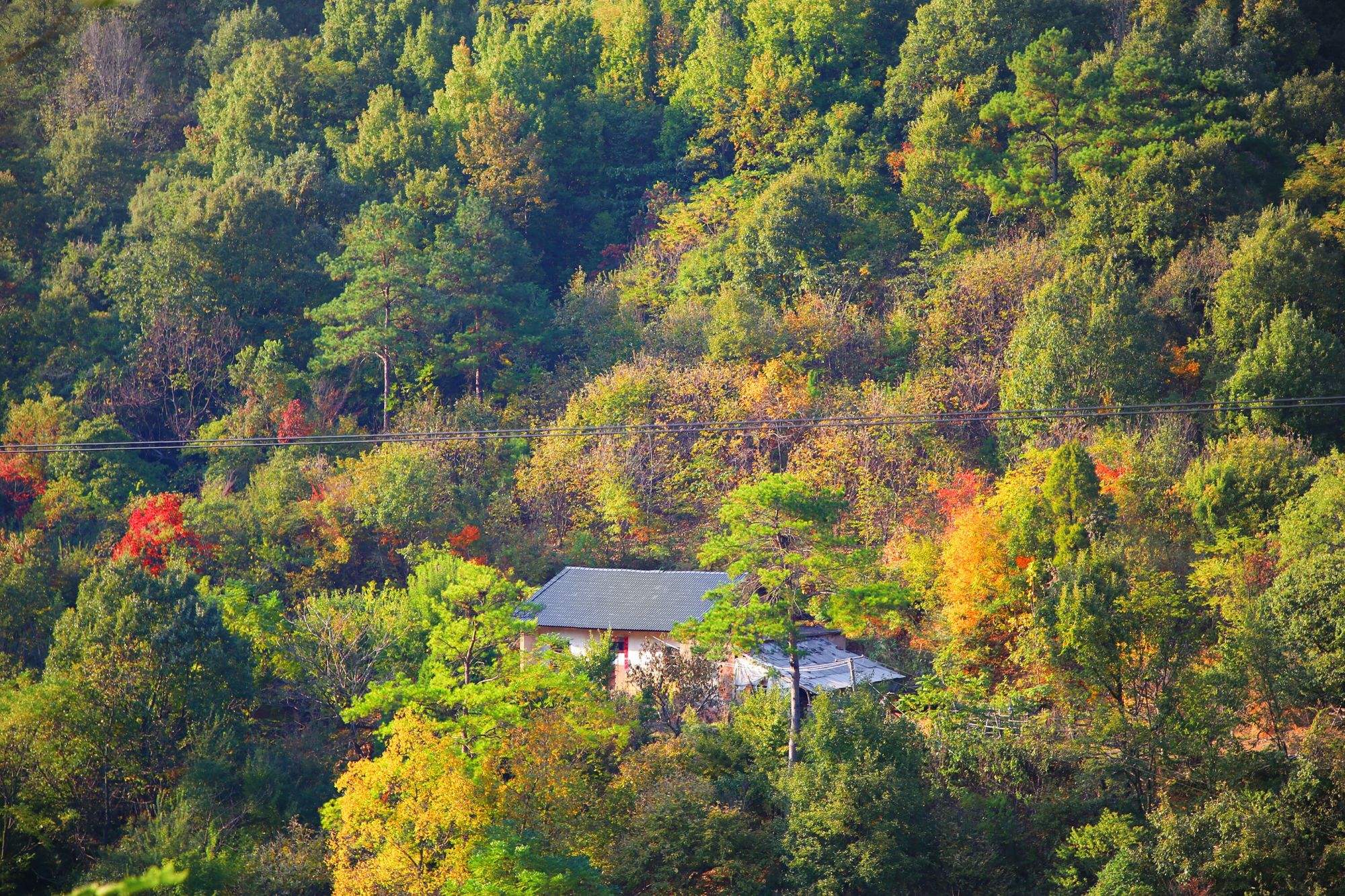 绿林山景色区