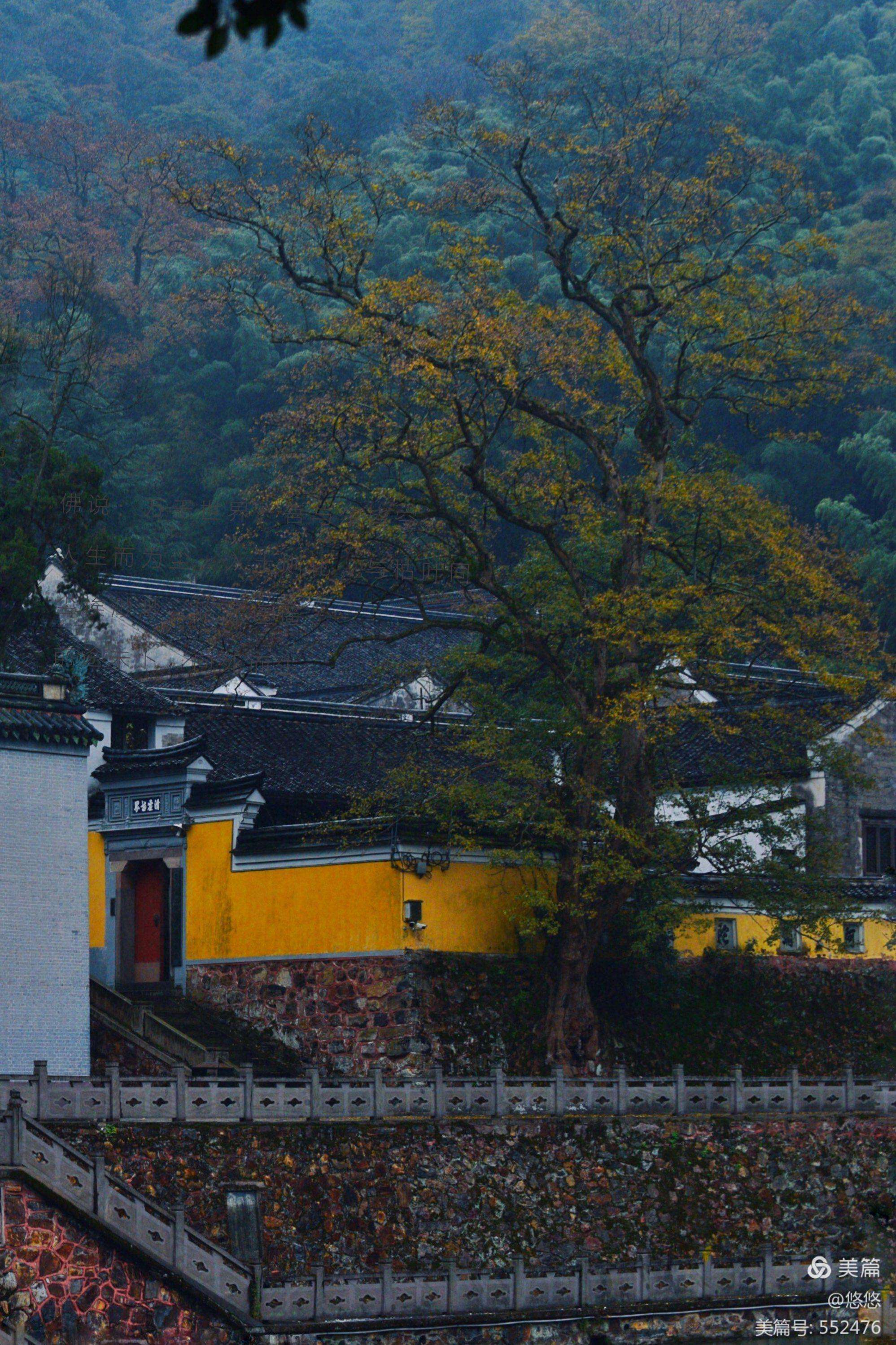 包括24年天童寺门票的词条