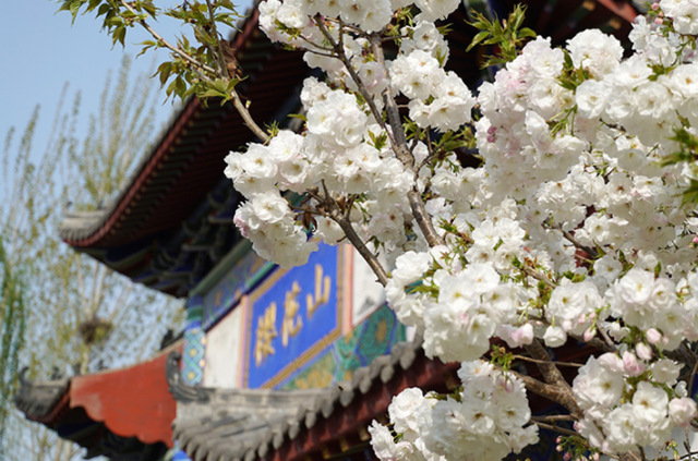 24年邹平樱花山景色区